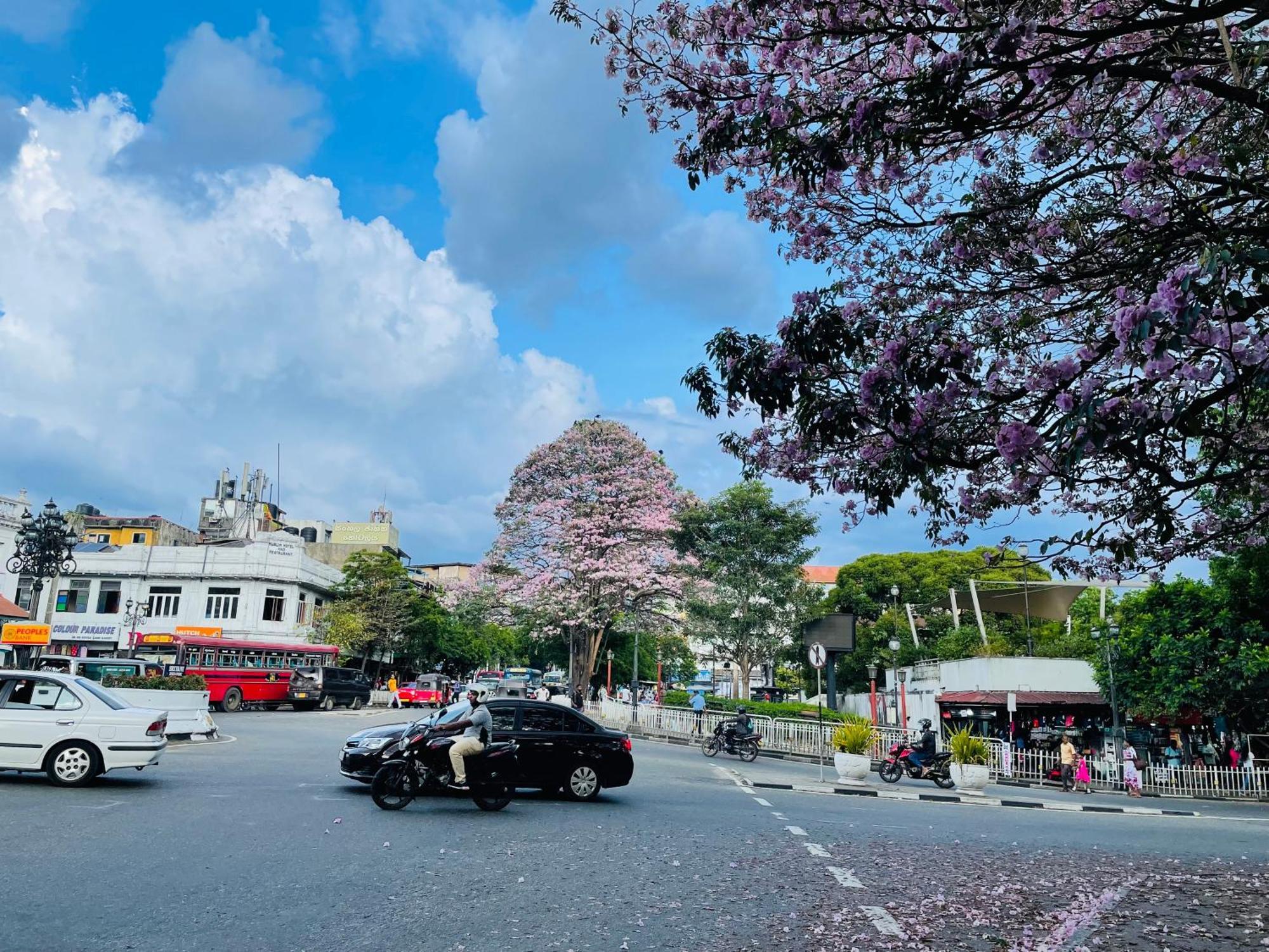 中国蒲公英民宿dandelion Guest House Villa With Mount View Канди Экстерьер фото